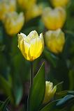 Backlit Yellow Tulip_48098